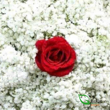 Order single rose and baby breath bouquet