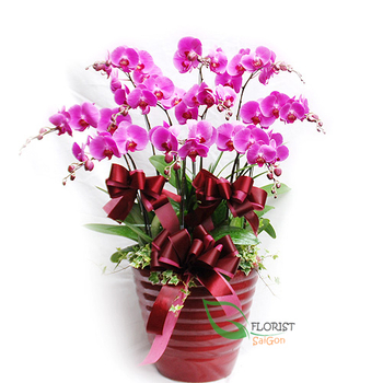 Violet phalaenopsis orchid plant