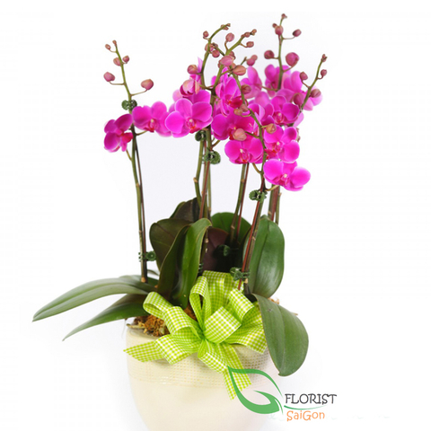 Purple moth orchid plants delivered Saigon