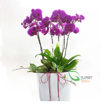 Send phalaenopsis orchid to Vietnam