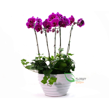 Violet phalaenopsis orchid flower in ceramic pot