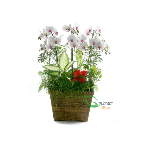White phalaenopsis orchid flower in pot