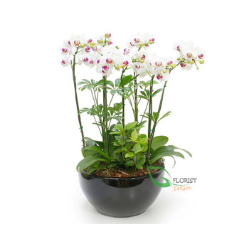 Beautiful Phalaenopsis Orchid flower arrangement free ship