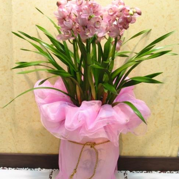 Cymbidium orchid plant