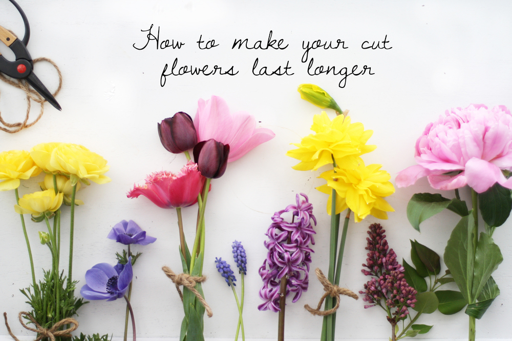 7 tips to make cut flowers last longer