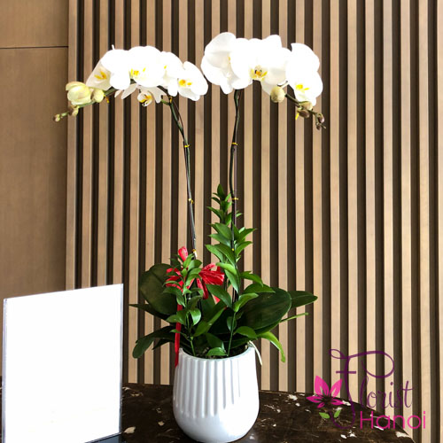 Moth orchid arrangement for birthday