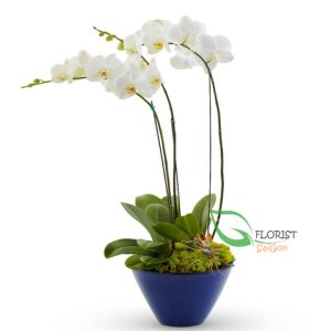 Phalaenopsis Orchid