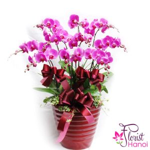 Purple phalaenopsis orchid plant