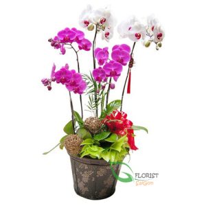 SAIGON PHALAENOPSIS