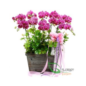 SEND PHALAENOPSIS TO SAIGON