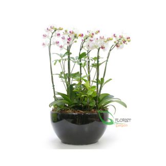 Beautiful Phalaenopsis Orchid flower arrangement