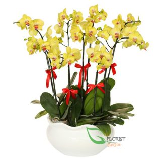 HOCHIMINH PHALAENOPSIS