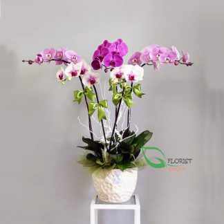 Mini Phalaenopsis Orchid Pot