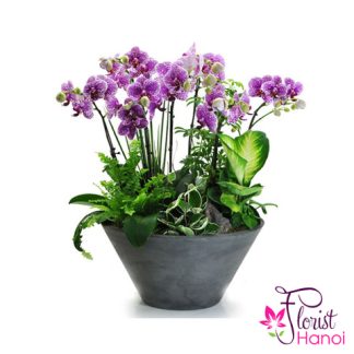 Orchid Plant delivered Hanoi city