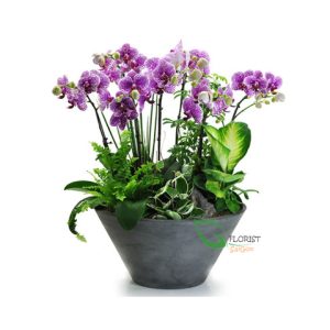 Orchid Plant Delivered HCM city