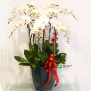 Phalaenopsis orchid delivery in Saigon