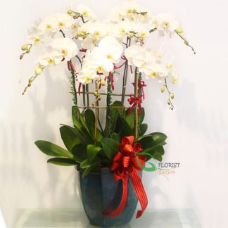 Phalaenopsis orchid delivery in Saigon