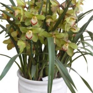 Cymbidium orchid arrangement delivery Saigon