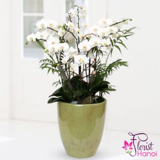Pot for phalaenopsis orchid in Hanoi