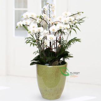 Pot for phalaenopsis orchid in Saigon