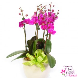 Purple moth orchid plants delivery Hanoi