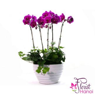 Purple phalaenopsis orchid flower in ceramic pot