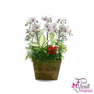 White phalaenopsis orchid flower in Hanoi