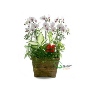 White phalaenopsis orchid flower in pot