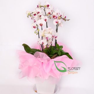 White phalaenopsis orchid Saigon