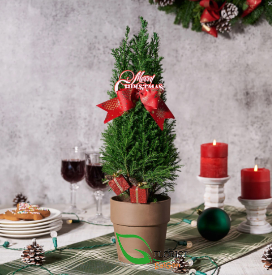 Christmas plant delivery Saigon