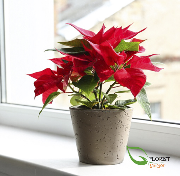 Tranditional Poinsettia plants for Christmas